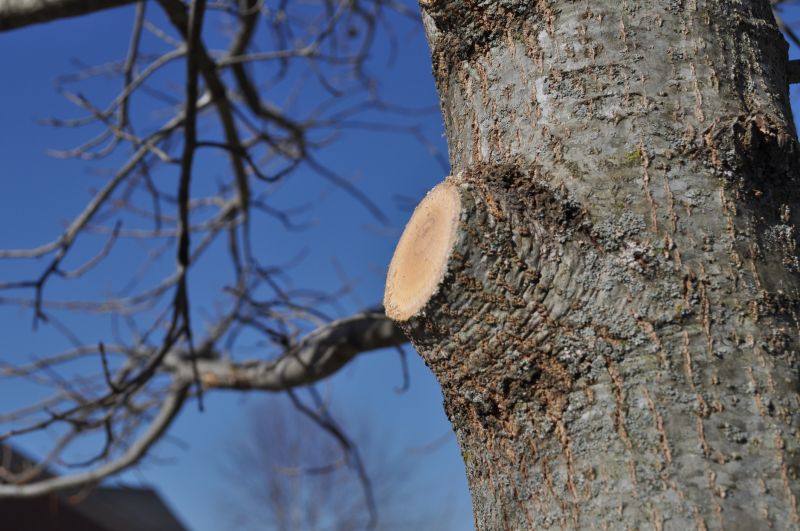 Tree Limbs Cutting