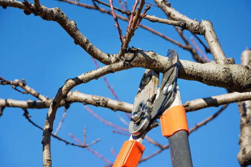 Tree Limbs Cutting