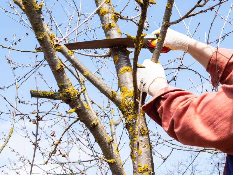 Tree Limbs Cutting