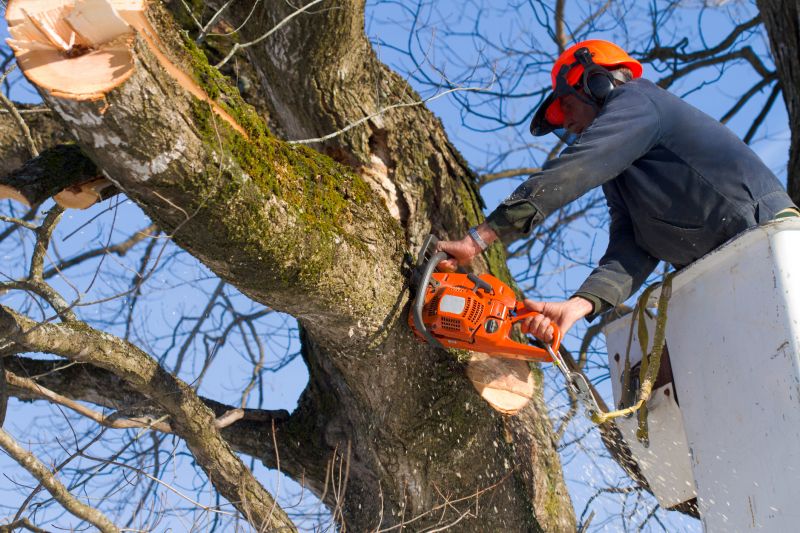 Apple Tree Removal in San Jose, CA