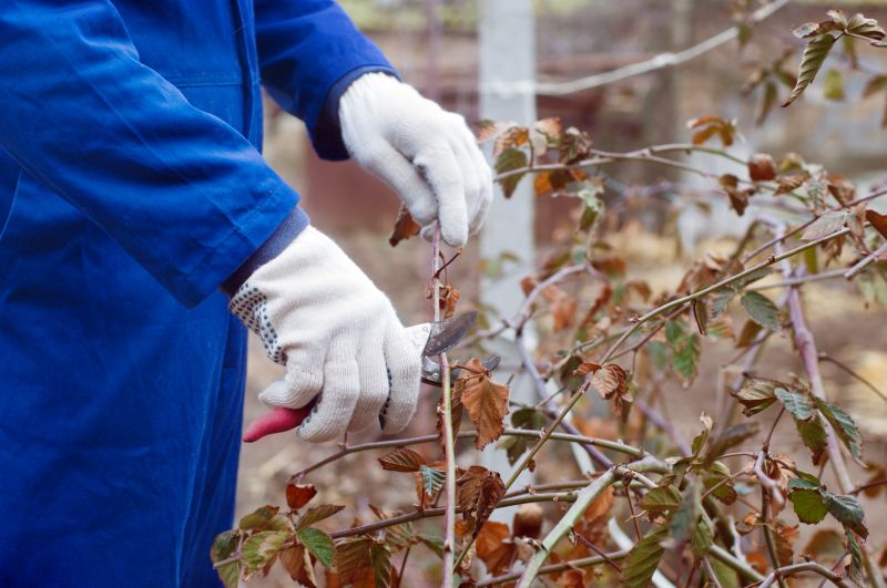Butterfly Bush Pruning in Aiken, SC