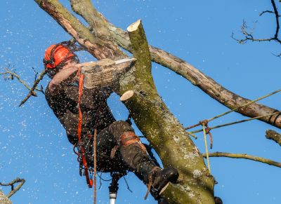 Tree Limbs Cutting
