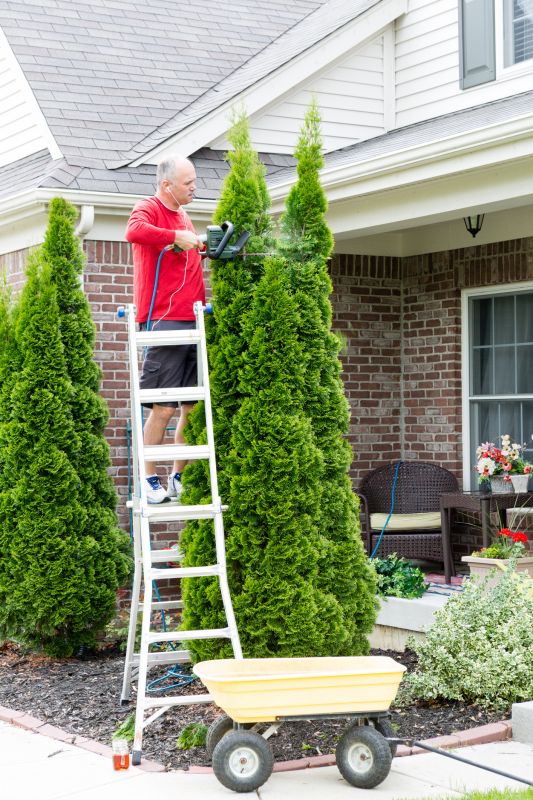 Evergreen Hedge Trimming in Aiken, SC