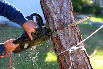 Residential Tree Service in Allentown, PA