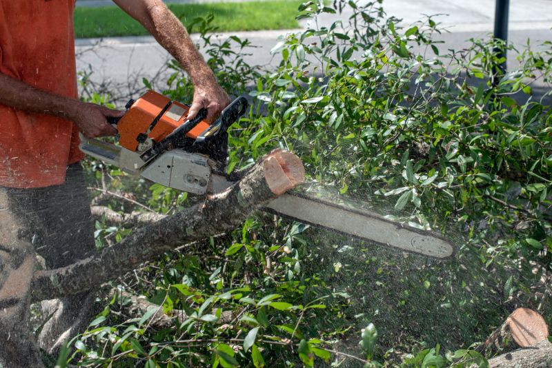 Tree Limbs Cutting