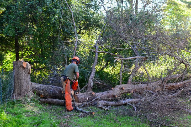 Tree Lopping Service