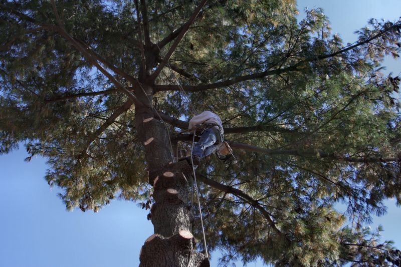 Tree Trimming Service in Doylestown, PA