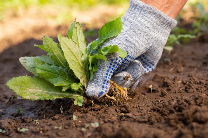 Weeding Service in Ventura County, CA
